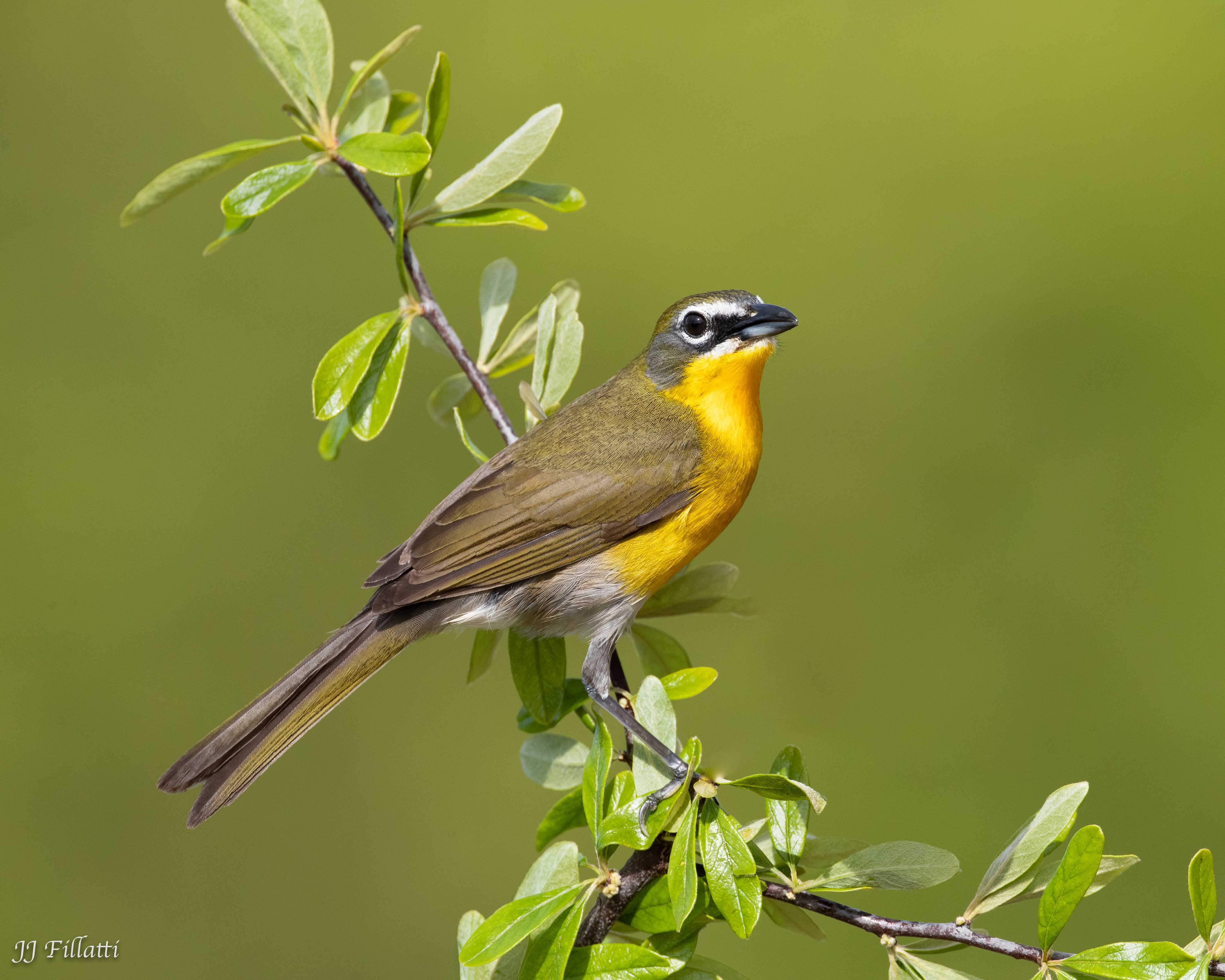 bird of Galveston Island image 2